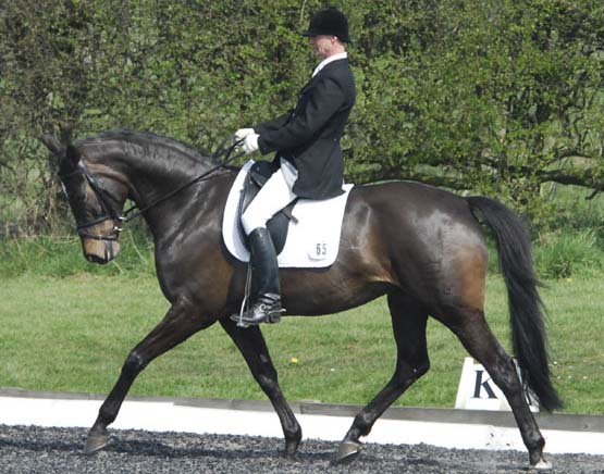 High Offley Stud - Dressage Horses For Sale